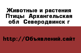 Животные и растения Птицы. Архангельская обл.,Северодвинск г.